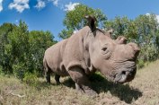 Northern White Rhinoceros (Ceratotherium simum cottoni), one of four of the last eight surviving individuals of this subspecies, transported from Dvur Kralove Zoo in the Czech Republic back to Africa for captive breeding, Ol Pejeta Conservancy, Kenya